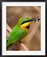 Framed Tanzania, Lake Manyara NP, Bee-eater tropical bird