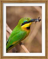 Framed Tanzania, Lake Manyara NP, Bee-eater tropical bird