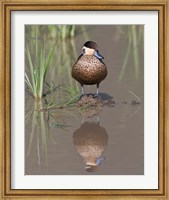Framed Hottentot Teal duck wading, Tanzania