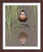 Framed Hottentot Teal duck wading, Tanzania