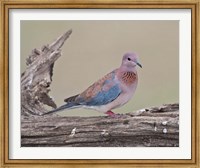 Framed Tanzania, Laughing Dove bird, Ngorongoro