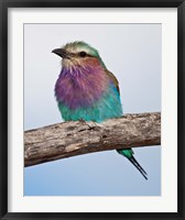 Framed Tanzania, Lilac-Breasted Roller bird, Ndutu