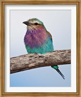 Framed Tanzania, Lilac-Breasted Roller bird, Ndutu