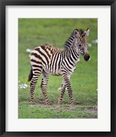 Framed Tanzania, Zebra, Ngorongoro Crater, Conservation
