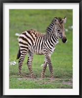 Framed Tanzania, Zebra, Ngorongoro Crater, Conservation