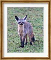 Framed Tanzania. Bat-Eared Fox, Ngorongoro Conservation
