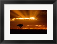 Framed Sunrise, Maasai Mara, Kenya