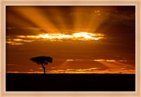 Framed Sunrise, Maasai Mara, Kenya