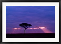 Framed Blue skies, Maasai Mara, Kenya