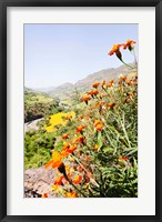 Framed Tagetes plants and landscape, Ethiopia