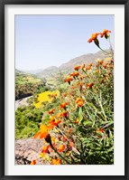 Framed Tagetes plants and landscape, Ethiopia