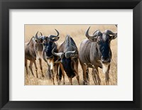 Framed Tanzania, Ngorongoro Crater, Wildebeest wildlife