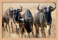 Framed Tanzania, Ngorongoro Crater, Wildebeest wildlife