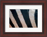 Framed Tanzania, Ngorongoro Crater. Zebra stripes
