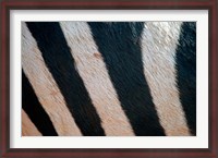 Framed Tanzania, Ngorongoro Crater. Zebra stripes