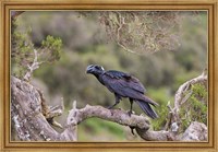 Framed Thick-billed raven bird in the highlands of Ethiopia