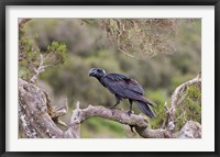 Framed Thick-billed raven bird in the highlands of Ethiopia