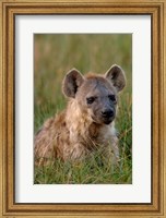 Framed Spotted Hyena, Mombo Area, Chief's Island, Okavango Delta, Botswana