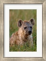 Framed Spotted Hyena, Mombo Area, Chief's Island, Okavango Delta, Botswana