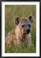 Framed Spotted Hyena, Mombo Area, Chief's Island, Okavango Delta, Botswana