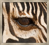 Framed Tanzania, Tarangire National Park, Common zebra eye