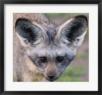 Framed Head of Bat-Eared Fox, Ngorongoro Conservation