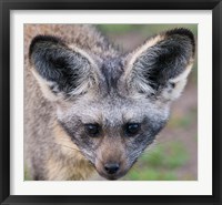 Framed Head of Bat-Eared Fox, Ngorongoro Conservation