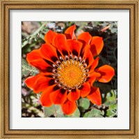 Framed Close up of a Spring flower, South Africa
