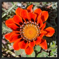 Framed Close up of a Spring flower, South Africa