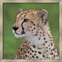 Framed Tanzania, Cheetah, Ndutu, Ngorongoro Area