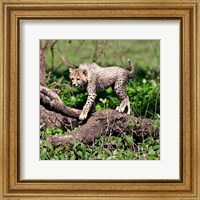 Framed Tanzania, Ndutu, Ngorongoro Conservation, Cheetah