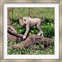 Framed Tanzania, Ndutu, Ngorongoro Conservation, Cheetah