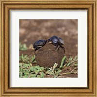 Framed Tanzania, Ndutu, Ngorongoro, Dung Beetle insects