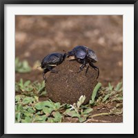 Framed Tanzania, Ndutu, Ngorongoro, Dung Beetle insects