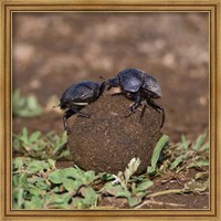 Framed Tanzania, Ndutu, Ngorongoro, Dung Beetle insects