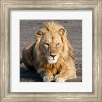 Framed Tanzania, Ngorongoro Conservation Area, Lion