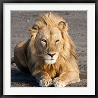 Framed Tanzania, Ngorongoro Conservation Area, Lion
