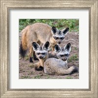 Framed Three Bat-Eared Foxes, Tanzania
