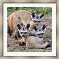 Framed Three Bat-Eared Foxes, Tanzania