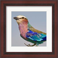 Framed Lilac-breasted Roller Bird