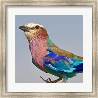 Framed Lilac-breasted Roller Bird