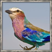 Framed Lilac-breasted Roller Bird