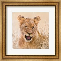 Framed Tanzania. Lion cub after kill in Serengeti NP.