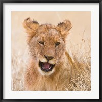 Framed Tanzania. Lion cub after kill in Serengeti NP.