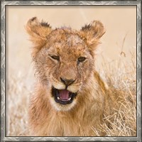 Framed Tanzania. Lion cub after kill in Serengeti NP.
