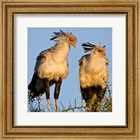 Framed Tanzania. Secretary Birds, Ndutu, Ngorongoro