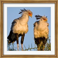 Framed Tanzania. Secretary Birds, Ndutu, Ngorongoro