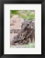 Framed Warthog, Tsavo-West, Kenya