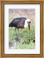 Framed Woolly-necked Stork foraging. Maasai Mara, Kenya, Africa.