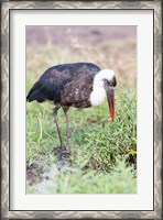 Framed Woolly-necked Stork foraging. Maasai Mara, Kenya, Africa.